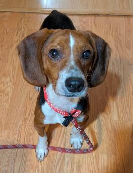 Tigger II -  Beagle Dog for Adoption in Dunnellon, Florida - Tigger II | PetCurious