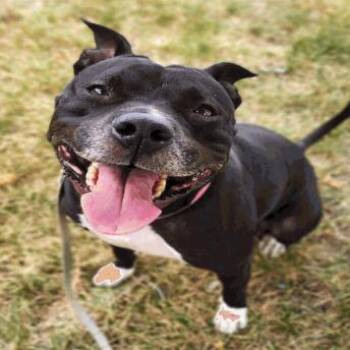 Lakitta D12197 -  Pit Bull Terrier and American Staffordshire Terrier Dog for Adoption - Lakitta D12197 | PetCurious
