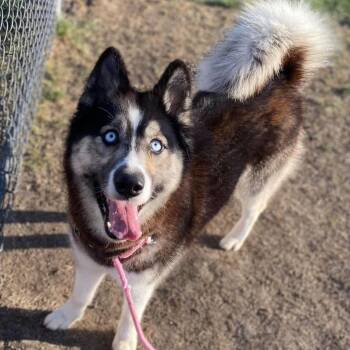 Candi -  Husky Dog for Adoption in Plainfield, Illinois - Candi | PetCurious