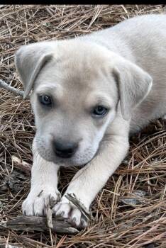 Clove Lonestar -  Labrador Retriever Dog for Adoption in Rockaway, New Jersey - Clove Lonestar | PetCurious