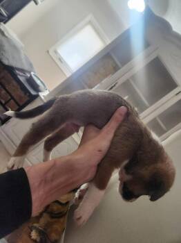 Mozart -  Shepherd and Pit Bull Terrier Dog for Adoption in Calgary, Alberta - Mozart | PetCurious
