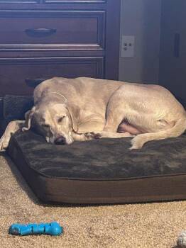 Tank Sinatra -  Labrador Retriever Dog for Adoption in Minneapolis, Minnesota - Tank Sinatra | PetCurious