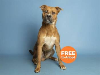 Pit Bull Terrier and Mixed Breed Dogs Available for Adoption in Phoenix, Arizona - MILTON | PetCurious