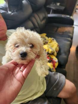 Lainey 301 -  Miniature Poodle Dog for Adoption in Twin Lakes, Wisconsin - Lainey 301 | PetCurious
