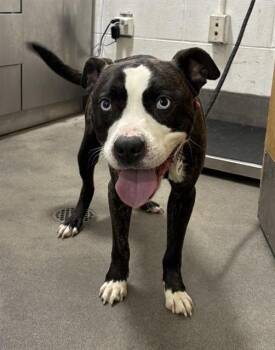 KILO -  Pit Bull Terrier and Mixed Breed Dog for Adoption - KILO | PetCurious