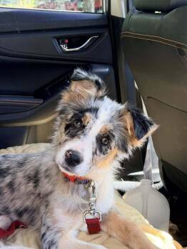 Australian Shepherd and Border Collie Dogs Available for Adoption in Troy, Virginia - Kindness | PetCurious