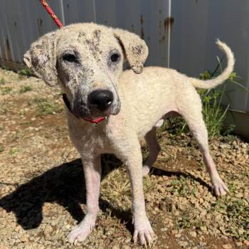 Rescue Labrador Retriever Dogs for Adoption in Columbia, South Carolina - Captain Sniff | PetCurious