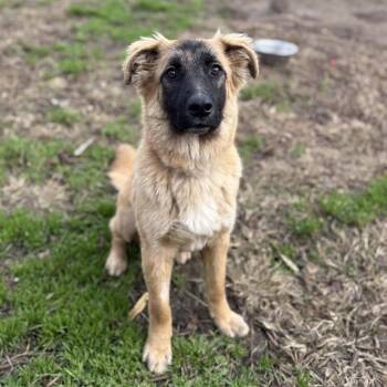 DIXIE -  Belgian Shepherd Malinois and Mixed Breed Dog for Adoption in Modesto, California - DIXIE | PetCurious
