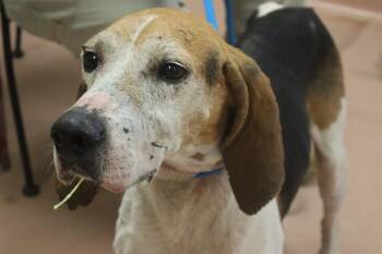 Rescue Mixed Breed Dogs for Adoption in Columbia, South Carolina - SUCCOTASH | PetCurious