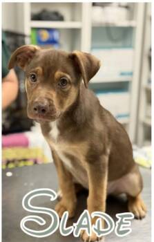 Slade -  Australian Shepherd and Mixed Breed Dog for Adoption in Morton Grove, Illinois - Slade | PetCurious