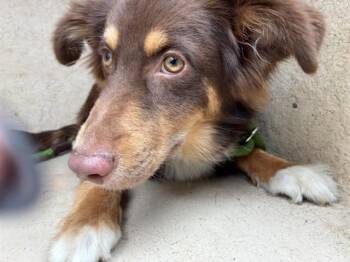 A477352 -  Australian Shepherd and Mixed Breed Dog for Adoption in Oklahoma City, Oklahoma - A477352 | PetCurious