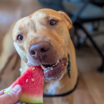 Noeleen -  Pit Bull Terrier Dog for Adoption in Baltimore, Maryland - Noeleen | PetCurious