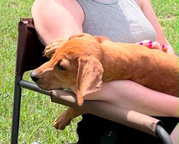 Scarlett -  Hound Dog for Adoption in Augusta, Georgia - Scarlett | PetCurious