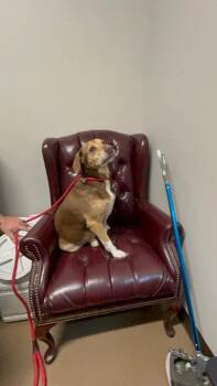 Kitana (Fhelia) -  Hound Dog for Adoption in Springfield, Tennessee - Kitana (Fhelia) | PetCurious