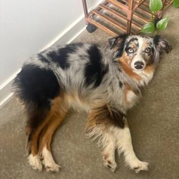Australian Shepherd Dogs Available for Adoption in Lenexa, Kansas - Mabel | PetCurious