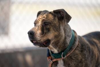 Rescue Pit Bull Terrier Dogs for Adoption in Twentynine Palms, California - Faiya | PetCurious