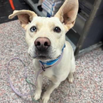 Austin -  Mixed Breed and Yellow Labrador Retriever Dog for Adoption in Salt Lake City, Utah - Austin | PetCurious