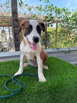 Skittles -  Australian Cattle Dog Blue Heeler and Pit Bull Terrier Dog for Adoption in Sharon, Connecticut - Skittles | PetCurious