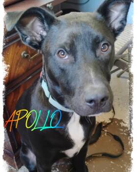 Rescue Pit Bull Terrier and Mixed Breed Dogs for Adoption in Mesa, Arizona - Apollo | PetCurious