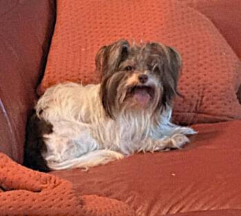 ELLA -  Yorkshire Terrier Dog for Adoption in Palm City, Florida - ELLA | PetCurious