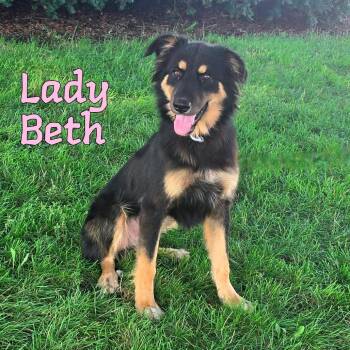 Lady Beth -  Mixed Breed Dog for Adoption in Joliet, Illinois - Lady Beth | PetCurious