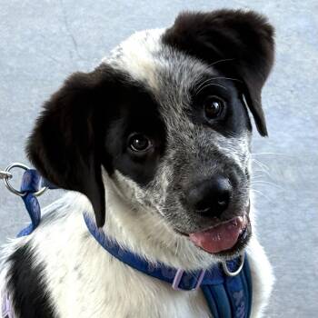 Meet Panda — Part dog, part fish-all heart -  Australian Cattle Dog Blue Heeler and Labrador Retriever Dog for Adoption in Houston, Texas - Meet Panda — Part Dog, Part Fish-all Heart | PetCurious