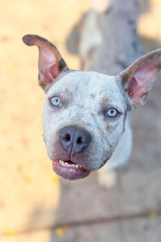 Rescue Mixed Breed Dogs for Adoption in Cincinnati, Ohio - Milkshake | PetCurious