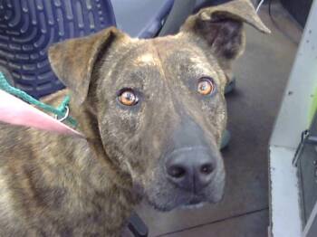 Mixed Breed Dogs Available for Adoption - BOOGIE | PetCurious