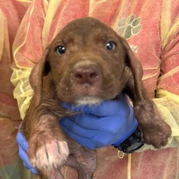 Sterling -  Mixed Breed Dog for Adoption in Marshall, Texas - Sterling | PetCurious