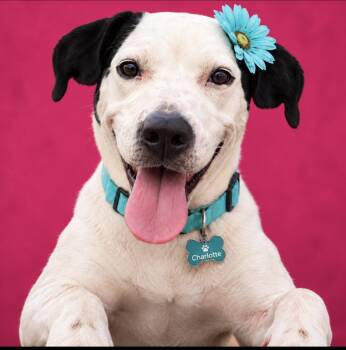 Charlotte -  Labrador Retriever Dog for Adoption in Cumming, Georgia - Charlotte | PetCurious