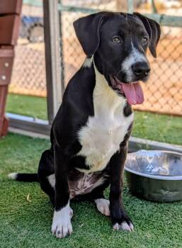 KC26-88 -  Labrador Retriever Dog for Adoption in Ridgecrest, California - KC26-88 | PetCurious