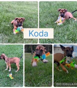 Rescue Terrier Dogs for Adoption in Arundel, Maine - Koda - In Maine | PetCurious