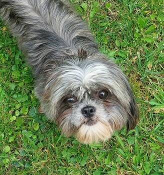 Missy -  Shih Tzu and Bichon Frise Dog for Adoption in Conesus, New York - Missy | PetCurious