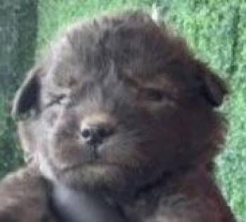 Keagan -  Skye Terrier Dog for Adoption in Thompson Falls, Montana - Keagan | PetCurious