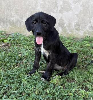 Aphrodite -  Schnauzer Dog for Adoption in South Bend, Indiana - Aphrodite | PetCurious