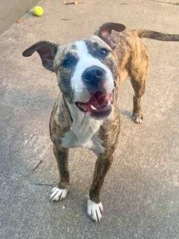Elrick -  Pit Bull Terrier Dog for Adoption in Chicago, Illinois - Elrick | PetCurious