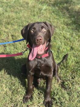 Otto -  Chocolate Labrador Retriever Dog for Adoption in Bristol, Tennessee - Otto | PetCurious