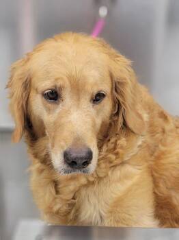 Rescue Golden Retriever Dogs for Adoption in Bath, Ohio - Callie | PetCurious