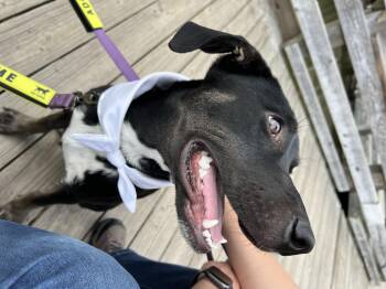 Rescue Black Labrador Retriever Dogs for Adoption in Mount Croghan, South Carolina - Lennox | PetCurious