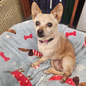 Mia (Hospice Senior) -  Chihuahua Dog for Adoption in The Dalles, Oregon - Mia (Hospice Senior) | PetCurious