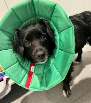 Cocker Spaniel and Mixed Breed Dogs Available for Adoption in San Francisco, California - ASPEN | PetCurious