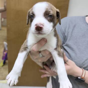 Jameson-4699 -  Mixed Breed Dog for Adoption in Tyler, Texas - Jameson-4699 | PetCurious