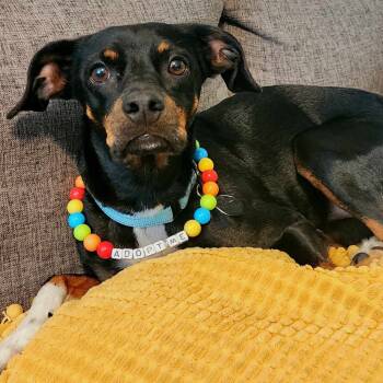 Rescue Terrier Dogs for Adoption in Savannah, Georgia - Paco | PetCurious