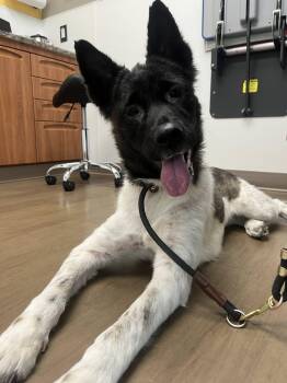 Akita Dogs Available for Adoption in Wasilla, Alaska - Dora | PetCurious