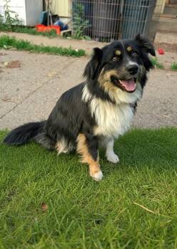 Cherie -  Australian Shepherd Dog for Adoption in Coeur D