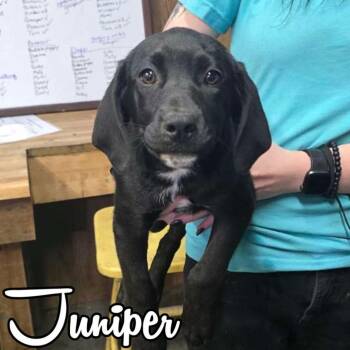 Coonhound and Mixed Breed Dogs Available for Adoption in Hillsboro, Ohio - Juniper | PetCurious