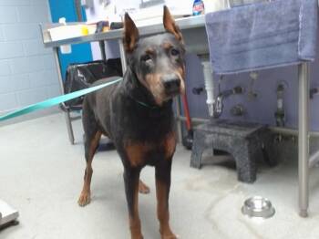 Doberman Pinscher and Mixed Breed Dogs Available for Adoption in Albuquerque, New Mexico - ATHENA | PetCurious