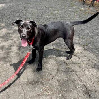 Baby -  Labrador Retriever and Terrier Dog for Adoption in Bloomfield, Connecticut - Baby | PetCurious