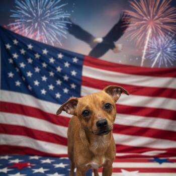 Chihuahua and Mixed Breed Dogs Available for Adoption in Hinesville, Georgia - Hulk | PetCurious