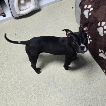 Pip Squeak -  Boston Terrier and Mixed Breed Dog for Adoption in Windsor, Virginia - Pip Squeak | PetCurious